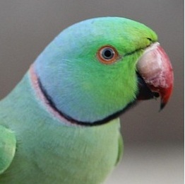 Indian Parrot Logo